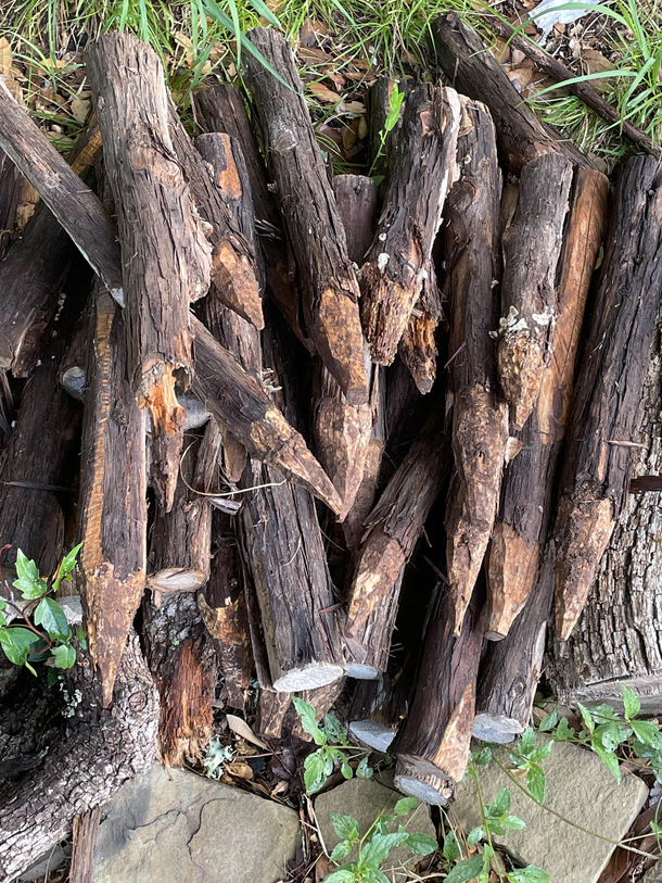 Am i building a fire or fighting vampires Woodpile at my airbnb