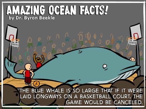 amazing facts about the blue whale