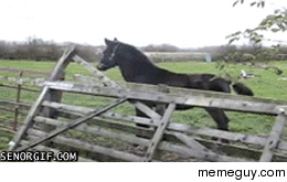 Amazing horse jump