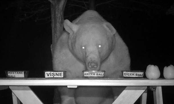 An agricultural engineer used this bears night raids as a test to determine which type of honey was the best In multiple double-blind trials Big boy always preferred the rare expensive anzer honey followed closely by chestnut flower and pine-wood honey