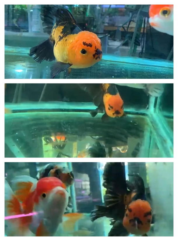 An angry fish