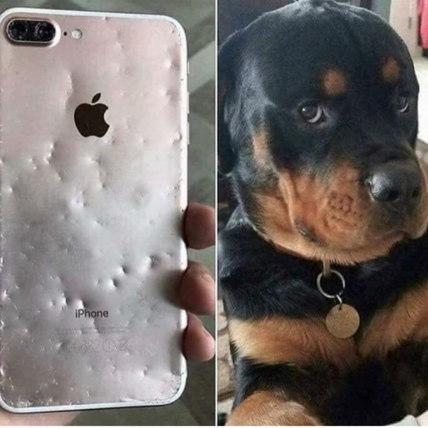 An apple a day keeps the vet away
