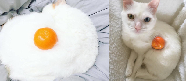 An attempt to recreate an egg photo