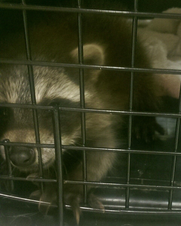 An elderly woman brought a stray cat into our shelter today