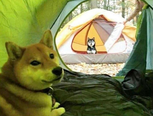 An in tents stare down