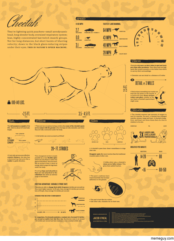 An infographic on how a Cheetah runs