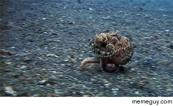 An Octopus Running