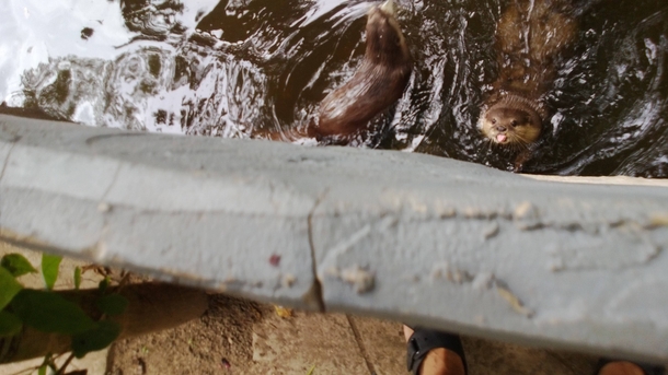 An otter with an attitude Ottitude