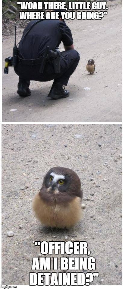 An Owlet Goes For a Stroll