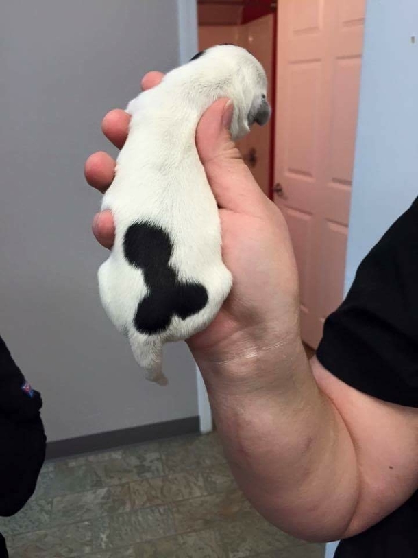 An unfortunate puppy