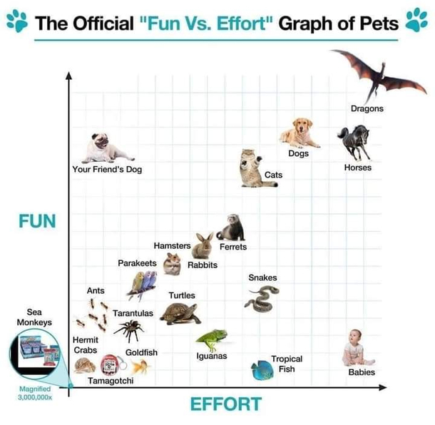 An useful guide on pet Not mine