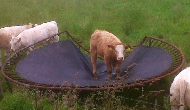 And Dave was never invited to another trampoline party again