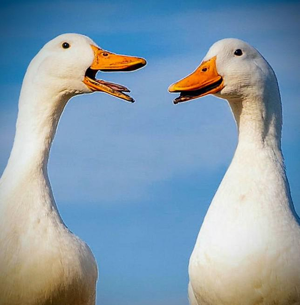 And Everywhere I Go Somebody Always Yells AFLAC 