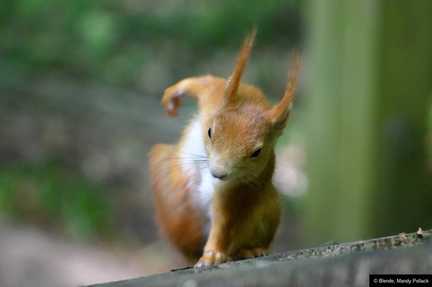 And here we see a picture of the rare Superhero-Squirrel ready to punch