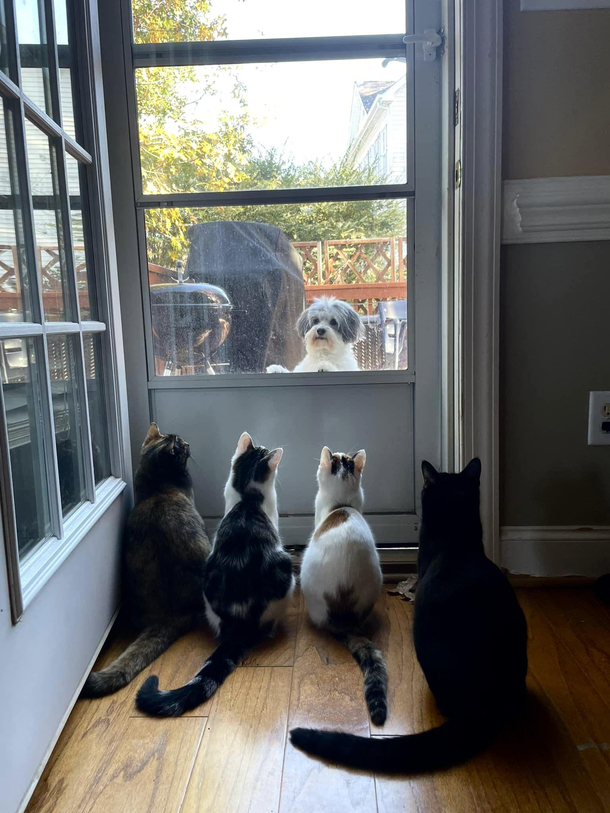 And now the High Council must deliberate on whether the canine has proven herself worthy to rejoin its advanced and climate-controlled civilization