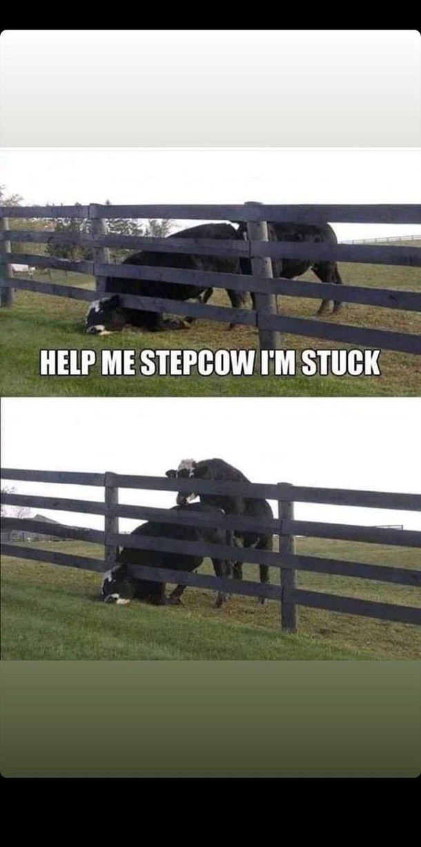 And the cow goes
