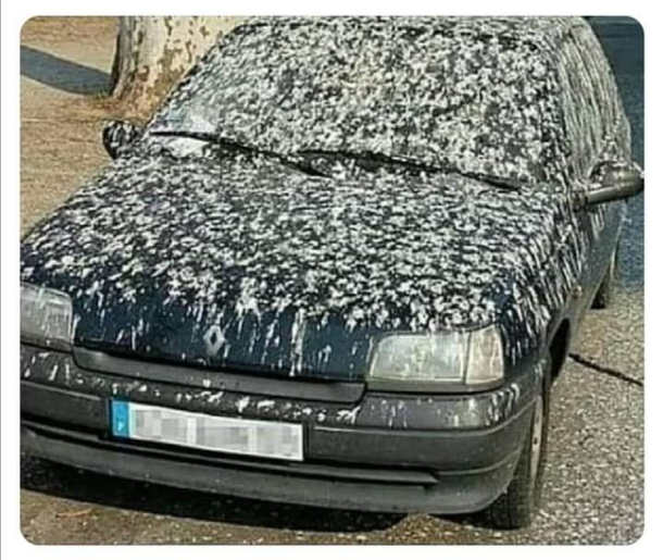 Angry birds