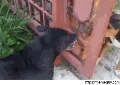 Angry dogs kept apart by a fence