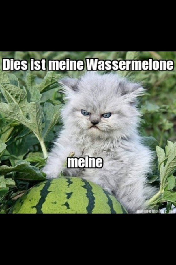 Angry German cat likes his wassermelone 