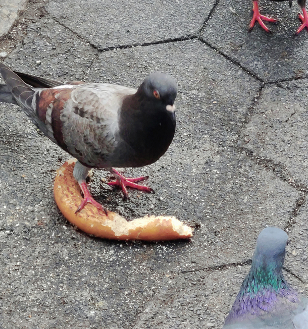 Angry pigeon defending his pretzel Manhattan 