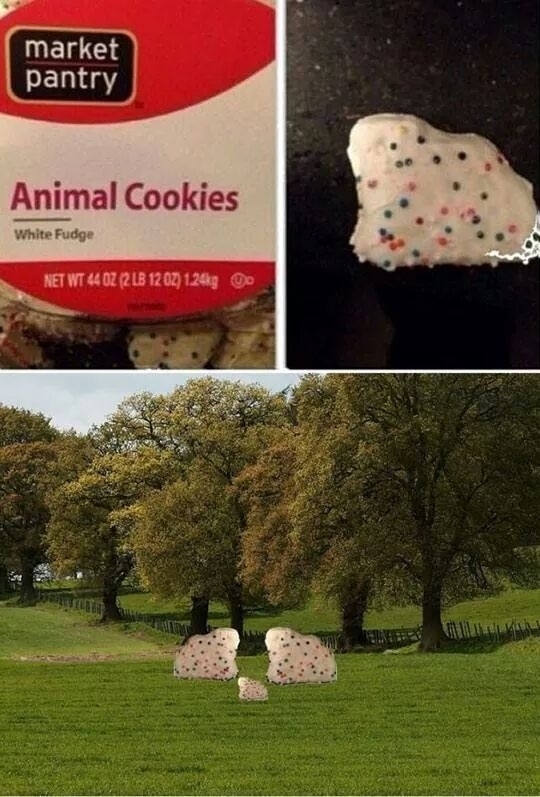 Animal cookies in their natural habitat