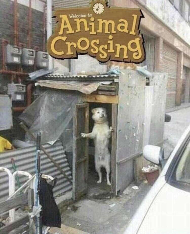 Animal crossing