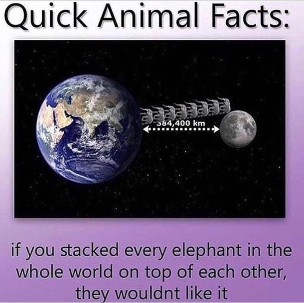 Animal facts