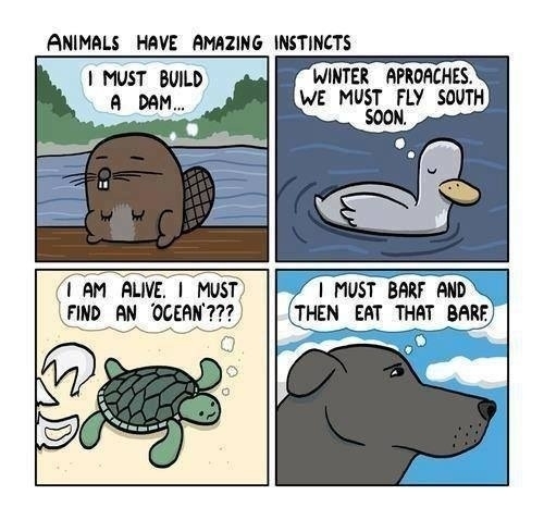 Animals and their amazing instincts