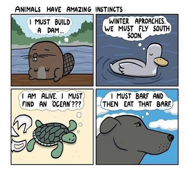 Animals Have Great Instincts