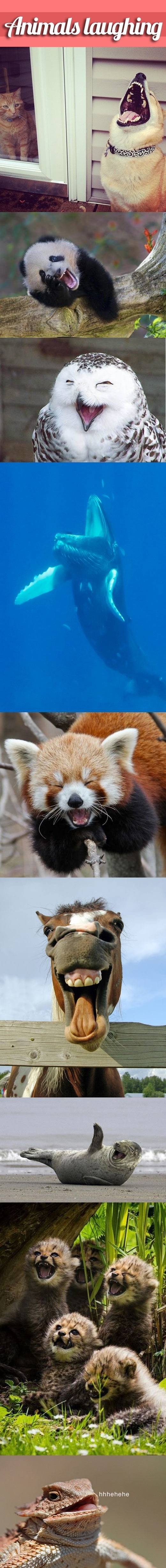 Animals laughing