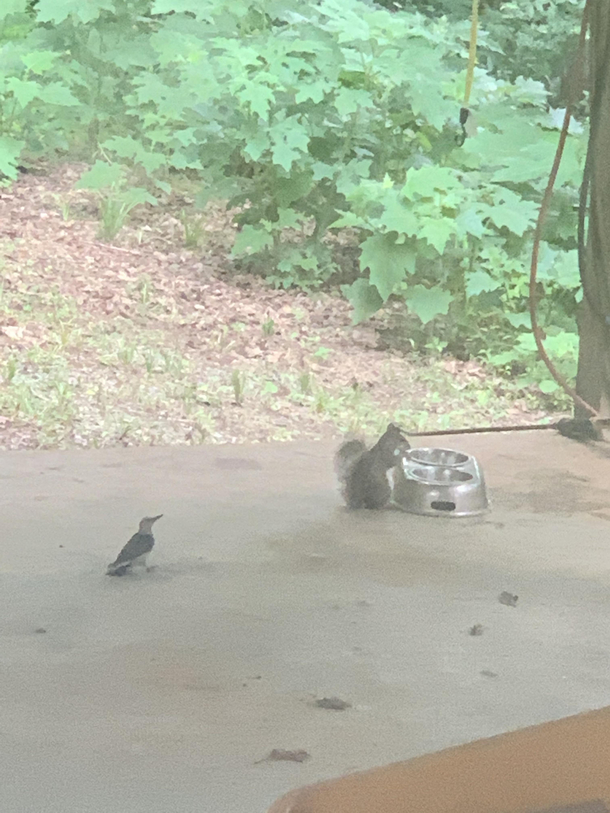 animals social distancing in line for cat food