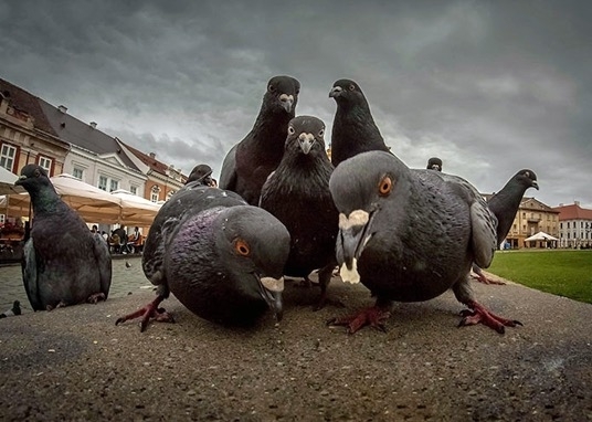 Animals that look like theyre about to drop a dope ass album