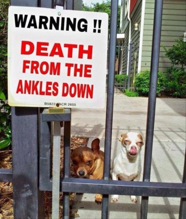 Ankle biters
