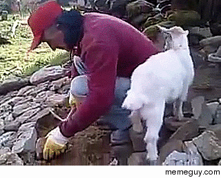 Annoying goat