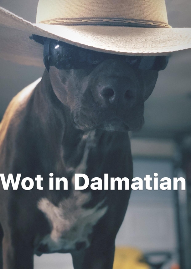 Another drunk photo I took of my dog