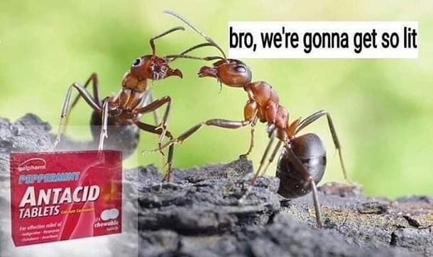 Antacid Bro