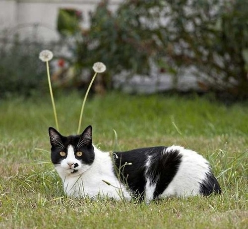 Antenna cat