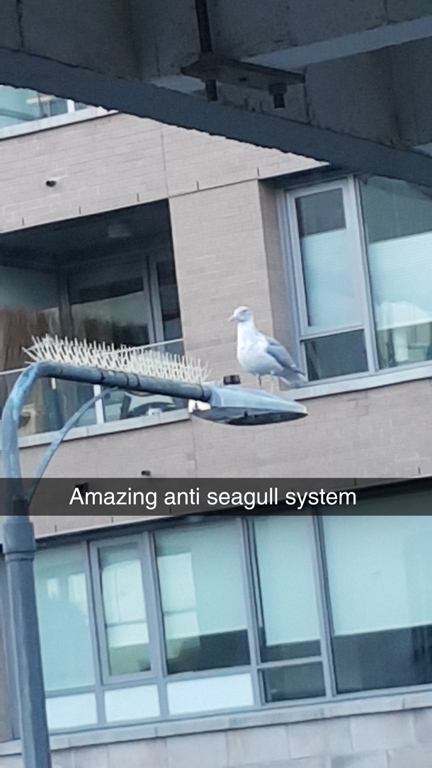 Anti bird spikes at work