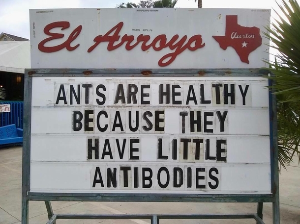 Ants  are healthy because