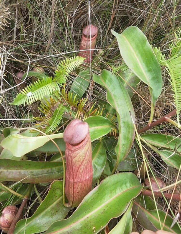 Any thoughts on this plant