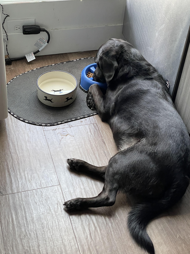 Anyone elses dog lay down every time they eat or drink