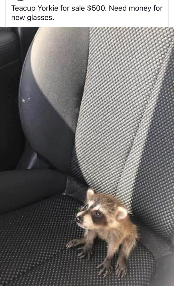 Anyone want a new pet