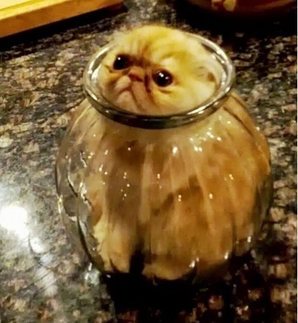 Anytime youre sad just look at this cat