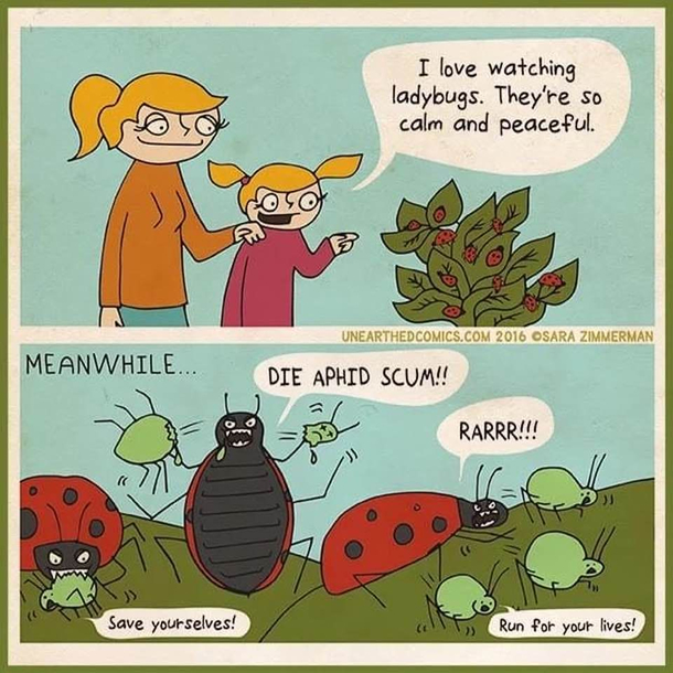 Aphid scum