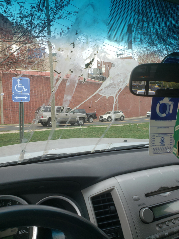 Apparently a pterodactyl took a dump on my truck