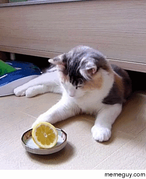 Apparently cats hate citrus fruits