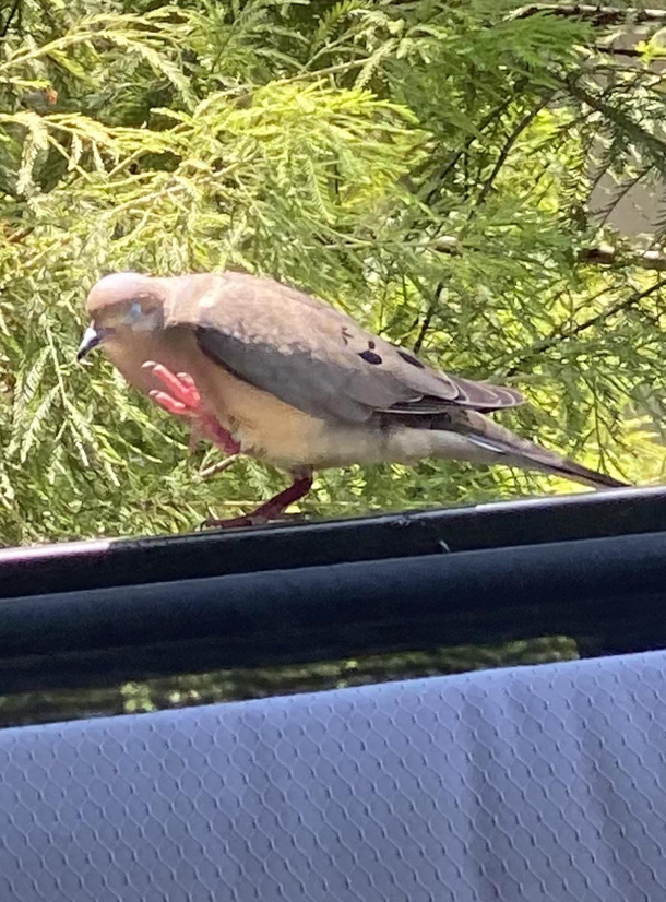 Apparently I offended this little jerk