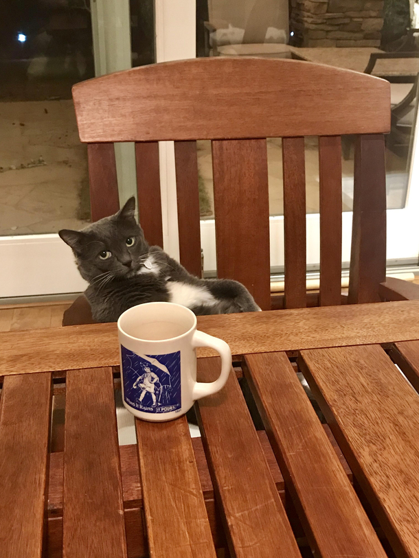 Apparently Im late for a meeting with my cat 