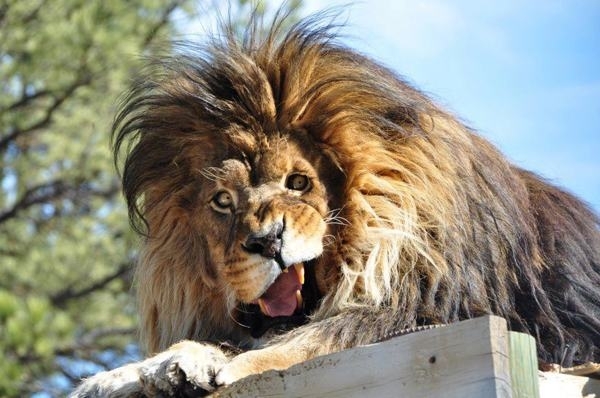 apparently lions also experience that moment when you have to sneeze but cant