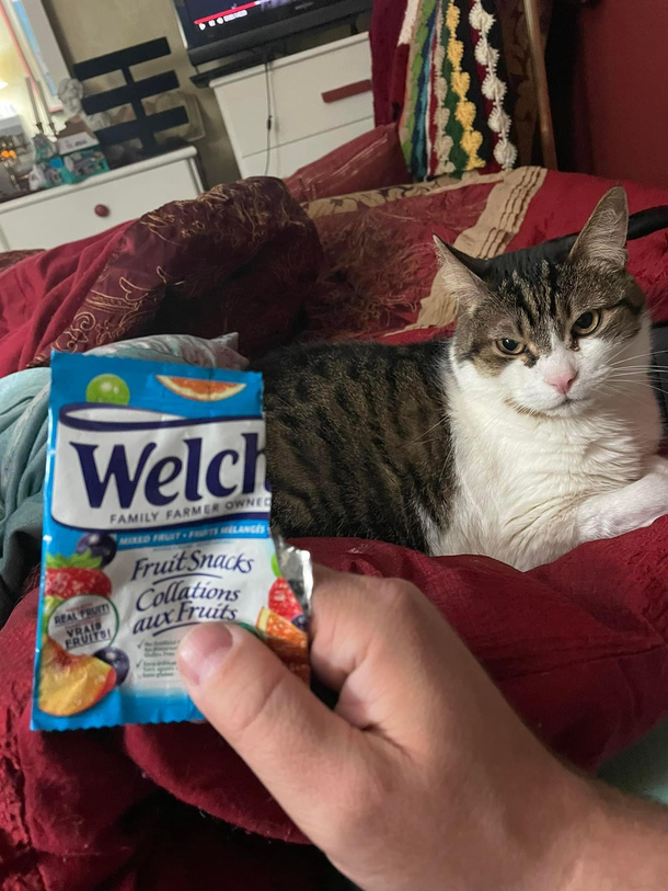 Apparently my buddies cat DayZ is pissed that it isnt kitty treats